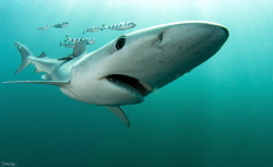 Blue shark - offshore Cape Point by Pieter Firlefyn 
